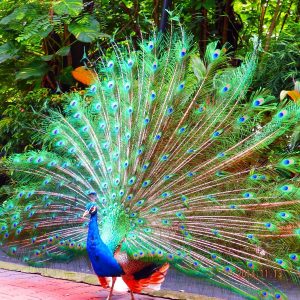 peacock