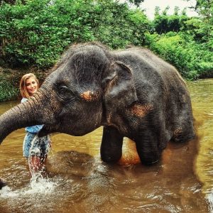 elephant