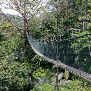 bridge
